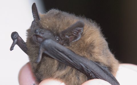 Foto van een gewone dwergvleermuis vastgehouden door een ecoloog. De gewone dwergvleermuis is ongeveer 4 centimeter groot en weegt 5 gram.